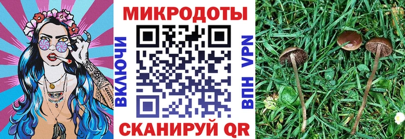 Купить закладки  Серафимович  Галлюциногенные грибы Psilocybine cubensis 
